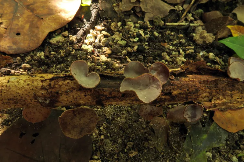 Auricularia nigricans 1 - IMG_3512